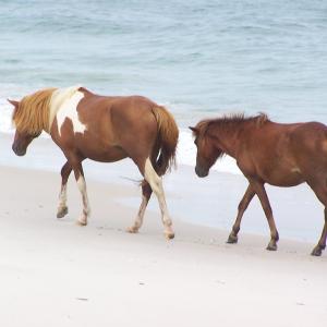 Wild Horses