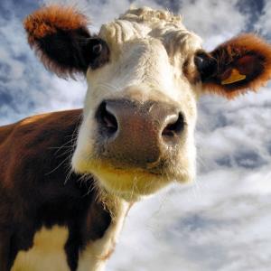 The Curious Cow