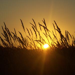 Grassy Sunset