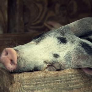 Napping Piggie