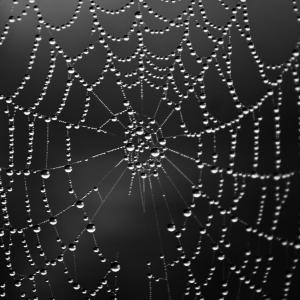 Fog gathered on web