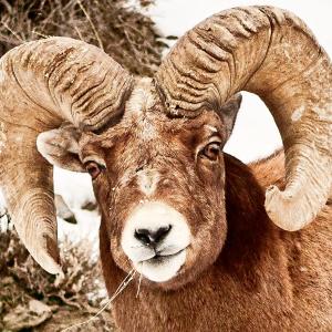 Big Horn Sheep