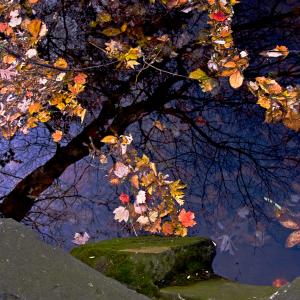 Reflections of autumn