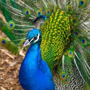 Majestic Peacock