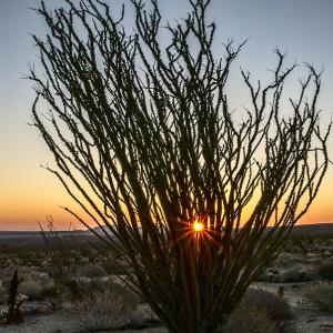 Desert Sunrise