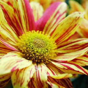 Striped Chrysanthemum