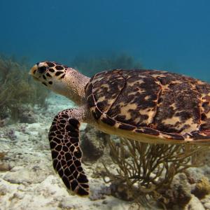 Swim buddy