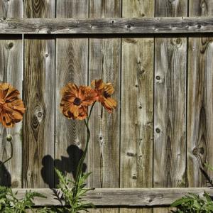 Flowers and Fences