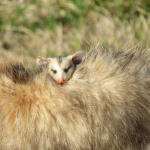 Baby Opossum