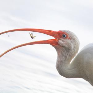 White Ibis Flip