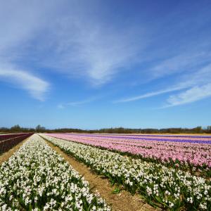 Spring colors in Holland