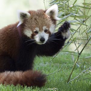 Red Panda