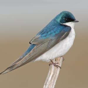 Tree Swallow