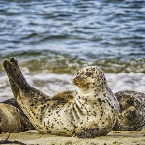 Silly Seal