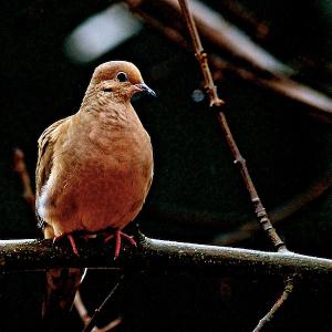 Sweet Dove