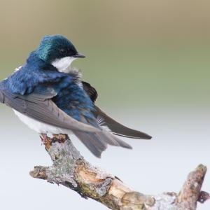 Tree Swallow