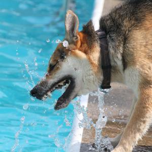 crazed dog catching water