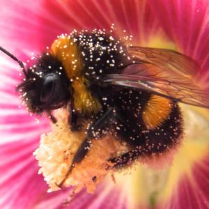 Pollen covered bee