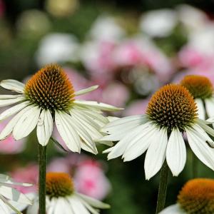 Coneflowers