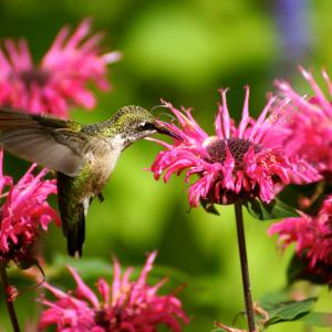 Beauty and Bee Balm