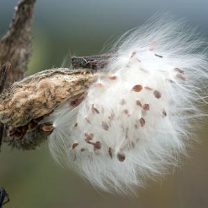 Hidden in the Milkweed