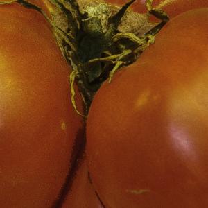 Red Tomato