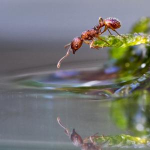 Red Ant on Moss