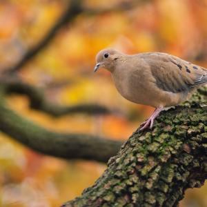 Morning Dove