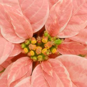 Peachy Pink Poinsettia