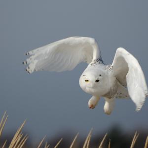 Snowy Owl