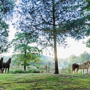 Horses in the morning