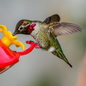 Hummingbird