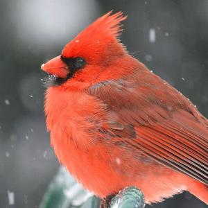 Winter Red