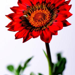 Gazania