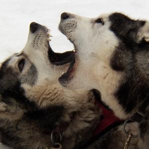 Playful Husky