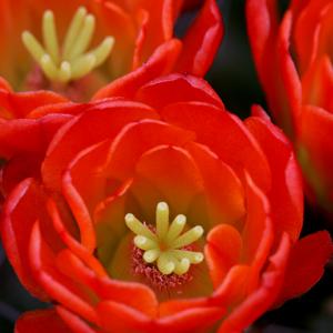 Cacti Blooms