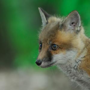 Fox Kit