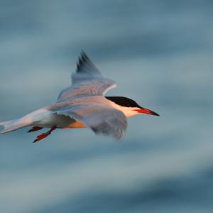 Tern at sunset