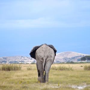 Elephant Walk