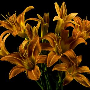 Day Lilies II