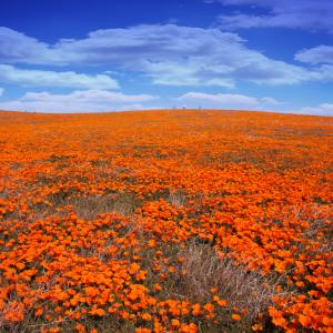 California Poppies