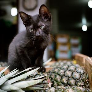 Kitty on the pineapple!!