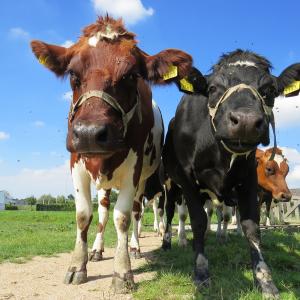 curious cows