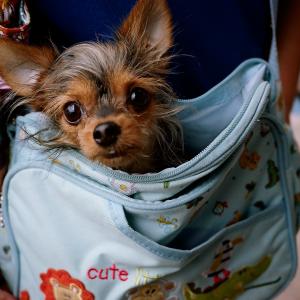 DOG IN BAG *portra160