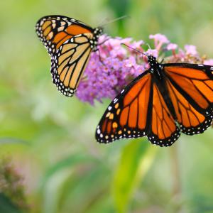 Monarch Butterflies