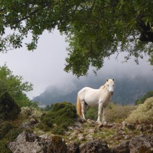 Wild horse of Cephalonia