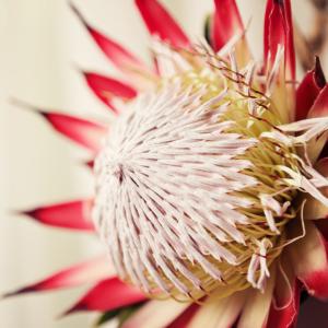 Beautiful Protea