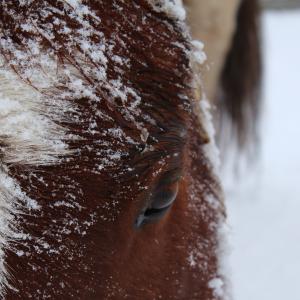 The snow horse