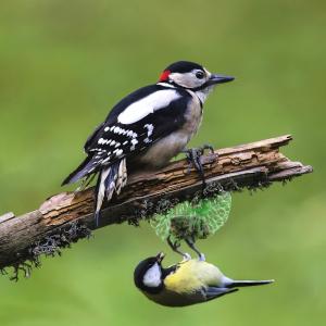 Woodpeckers friends