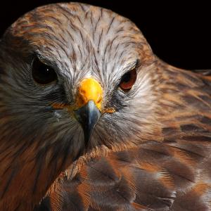 Red-shouldered Hawk